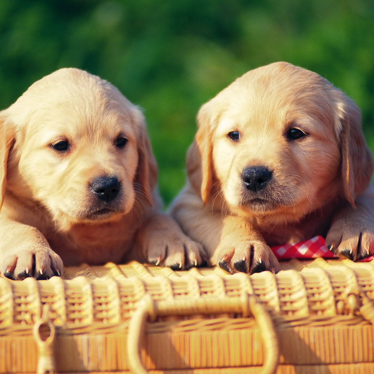 CUTE SMALL DOGS PICTURES - Free Download HD Wallpapers