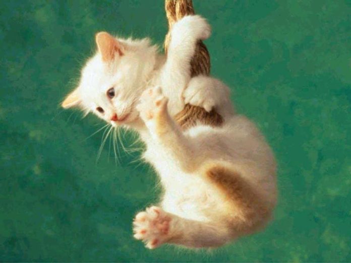 hanging cat wallpapers – Free Download HD Wallpapers